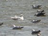 Glaucous Gull at Wat Tyler Country Park (Steve Arlow) (104848 bytes)